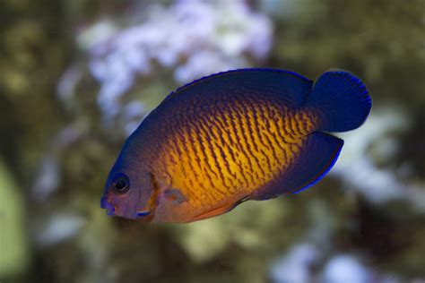 15 Awesome Types of Saltwater Angelfish | Build Your Aquarium