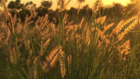 Golden Tall Grass In A Field At Sunset Stock Footage Video 6257864 - Shutterstock