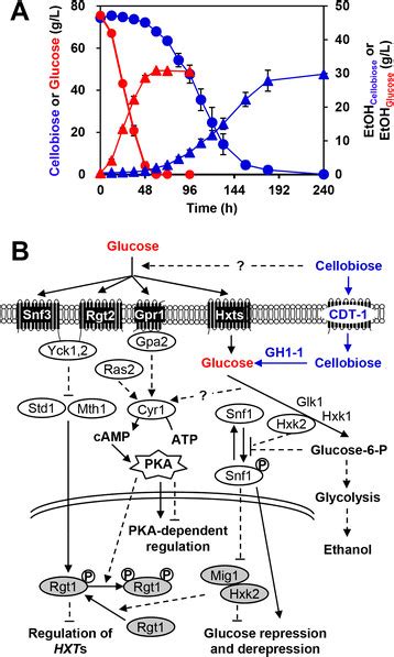 Suboptimal cellobiose metabolism in engineered Saccharomyces cerevisiae... | Download Scientific ...