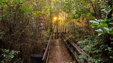 15 Scenic Trails For Hiking in Florida - Florida Trippers