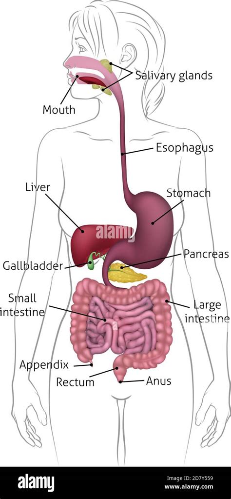 Details 153+ easy drawing of digestive system best - vietkidsiq.edu.vn