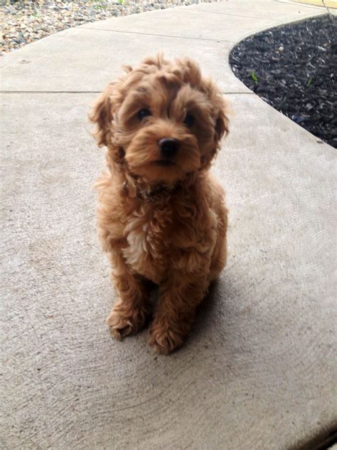 Cockapoo puppy, about 2 months old. #cockapoopuppy #cockapoo Cockapoo ...