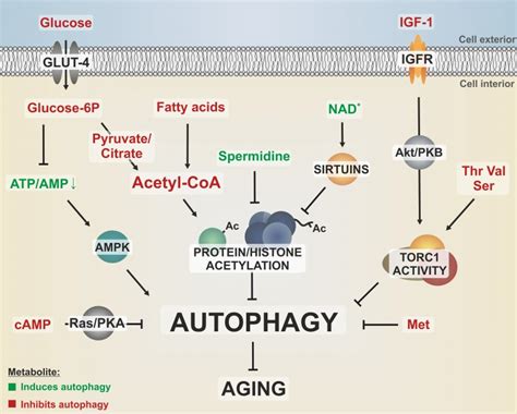 Figure 1 Metabolites in aging and autophagy