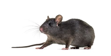 The Black *Roof Rat (Rattus Rattus) - Smash'd Em Pest Control