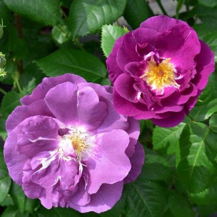 Rhapsody in Blue (Bush Rose) | Rose, Flowers, Climbing roses