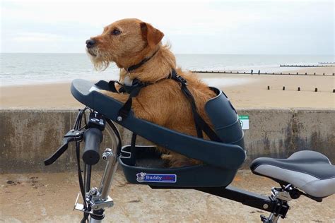 Dog bike seat: Everything to know before buying