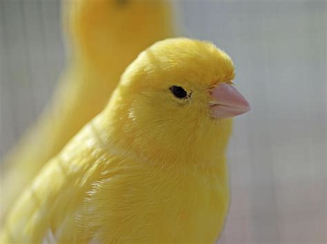 Wholesale – Single Premium – Yellow Canary Male - Fly Babies Aviary