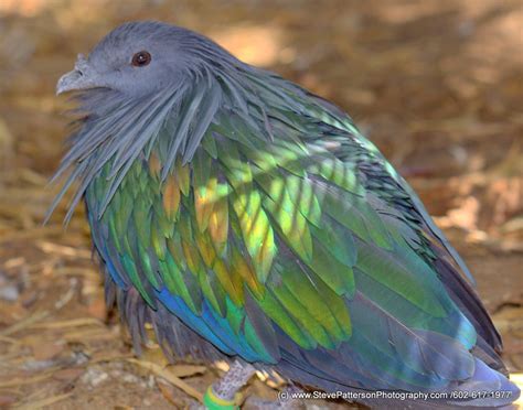 Exotic Pigeon - ViewBug.com