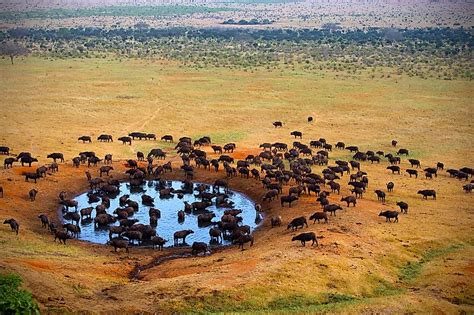 The Spectacular National Parks of Kenya - WorldAtlas