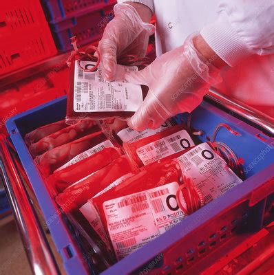 Blood storage - Stock Image - M532/0573 - Science Photo Library