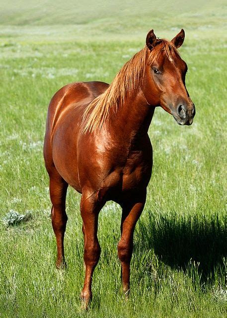 Copper Chestnut Mustang | Güzel atlar, Atlar, Sanat fikirler