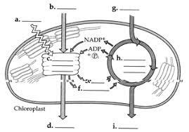 Chloroplast Labelling Diagram | Quizlet