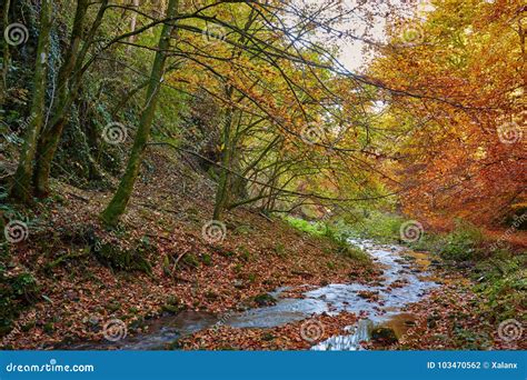 River Flowing through Colorful Forest Stock Photo - Image of canyon ...