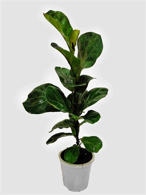 Fiddle-Leaf Fig: Take Your Interior Decor to New Heights