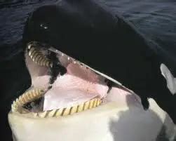 Fun Whale Facts for Kids