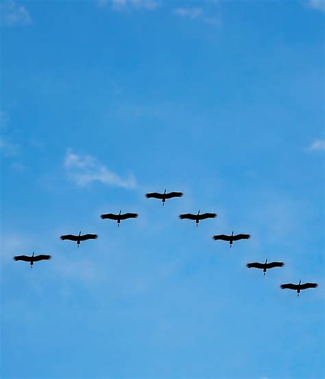 Why birds fly in v-formation? - About Wild Animals