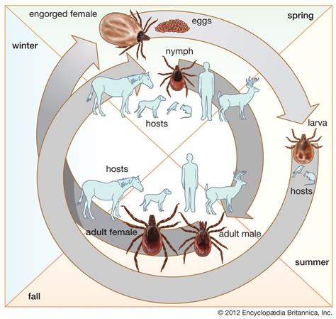 Lyme Disease Bacteria