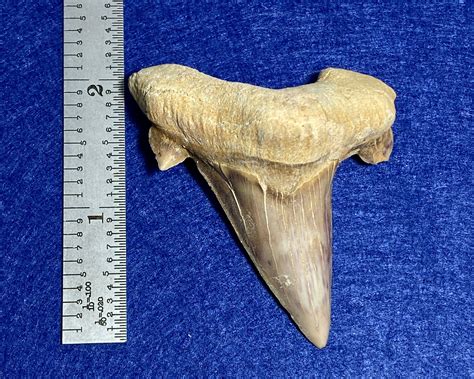 28.8g 2.08 Real Shark Fossil Tooth Authentic Prehistoric - Etsy in 2022 | Fossil teeth, Fossil ...
