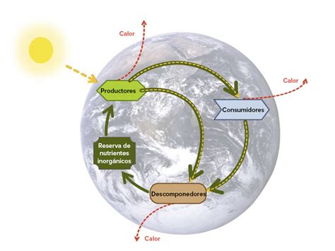 El ciclo del carbono (artículo) | Ecología | Khan Academy | Khan academy, Ciclo del carbono ...