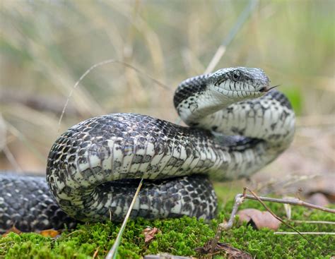 Black Snake With White Dots | Shapeyourminds.com