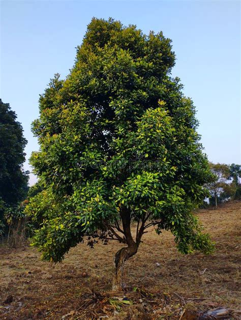 A Large Melinjo Tree Ready To Bear Fruit. the Fruit and Leaves are a Popular Traditional Soup ...