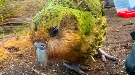 Bedrohte Kakapo-Papageien profitieren offensichtlich vom Klimawandel | STERN.de