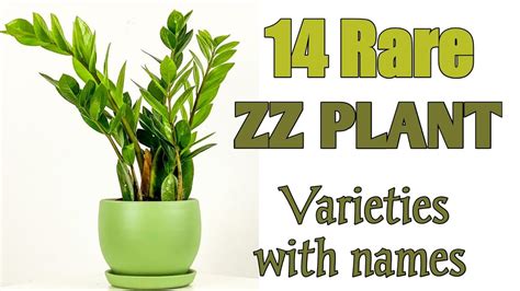 14 ZZ Plant Varieties with Names | zamioculcas zamiifolia plant ...