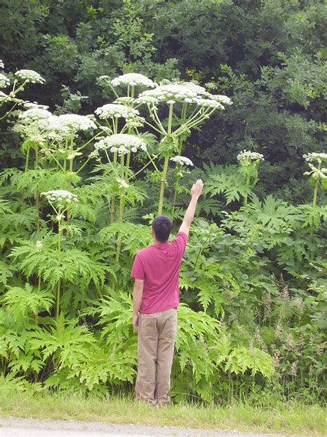 Giant hogweed - CKISS - Central Kootenay Invasive Species Society