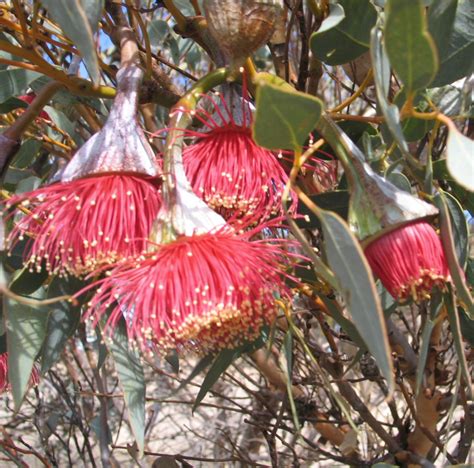 Eucalyptus pyriformis – Pear Fruited Mallee | Gardening With Angus