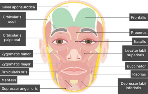 Frontalis Muscle - Attachments, Actions & Innervation | Anatomy lessons, Muscle, Muscle anatomy