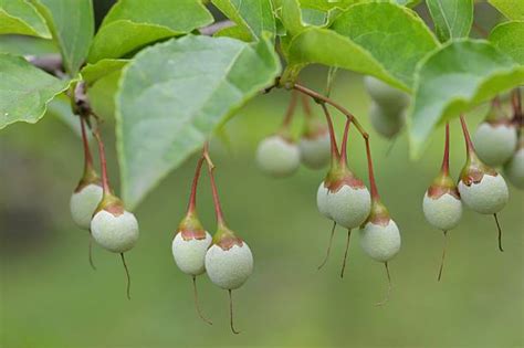 Best Styrax Japonica Stock Photos, Pictures & Royalty-Free Images - iStock