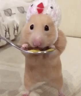 cute hamster gifs | WiffleGif