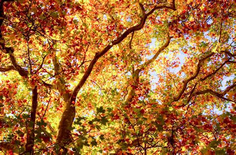 *🇬🇧 London plane trees in autumn by kerbla edzerdla on 500px 🍂 | London ...