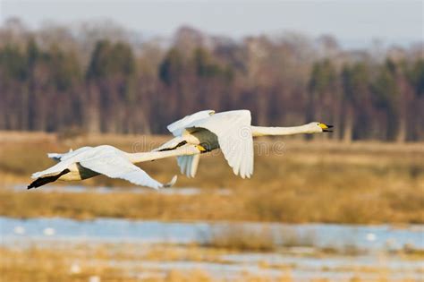 Whooper Swan flying stock photo. Image of behaviour, feathers - 8066884