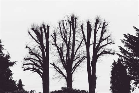 Three leafless trees, Trees, Branches, Aesthetic HD wallpaper | Wallpaper Flare