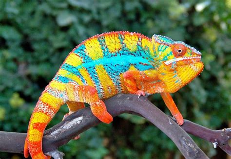 chameleon with mind blowing colors1(960×661) Colorful Lizards, Colorful Animals, Nature Animals ...