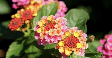 Types of Lantana Colors, Sizes & Growth Habits