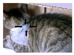 fibrosarcoma in cats treatment - Taren Beaver