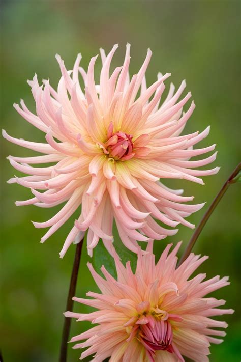 Sarah Raven’s favourite varieties of Dahlia | Homes & Gardens | Dahlia, Flower display ...