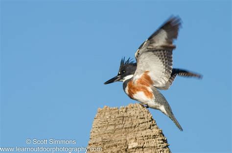 Orlando Wetlands Park, 2/2/2013 | Focusing on Wildlife