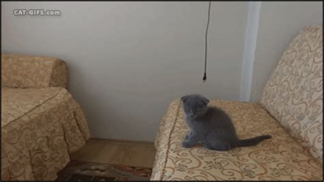 catnip gifs | WiffleGif