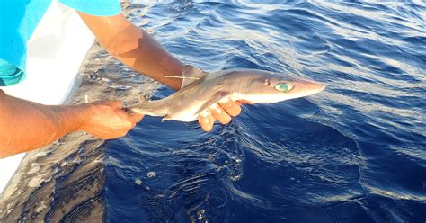 New shark species discovered honors shark pioneer Eugenie Clark