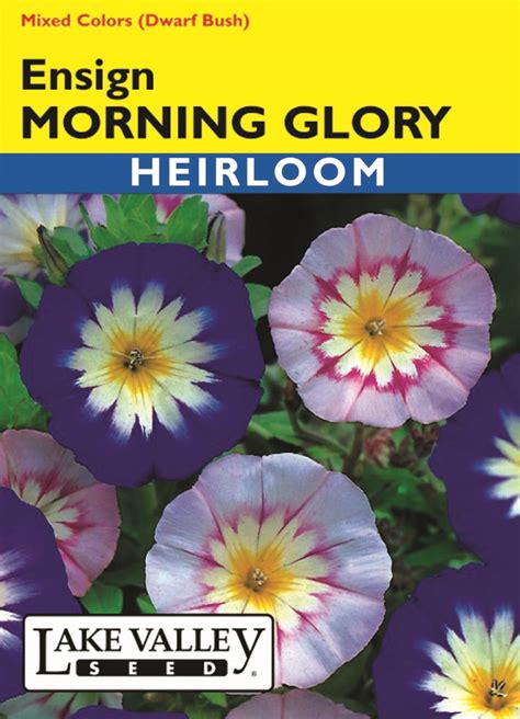 Morning Glory Ensign Mixed Colors - Item #1243 - Lake Valley Seed