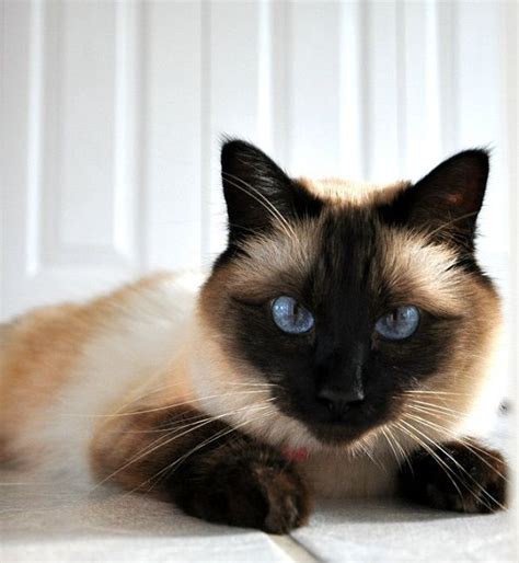 102 best ♥Balinese Cats♥ images on Pinterest | Balinese, Balinese cat and Kitty cats