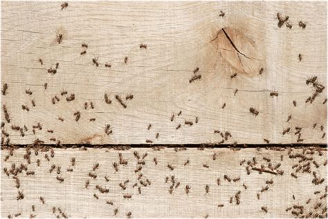 Ants Toronto - Ant Control Toronto | GreenLeaf Pest Control