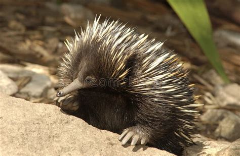 Spiny anteater stock image. Image of wildlife, echidna - 62173267