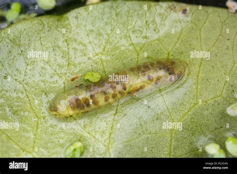 Pond snail eggs hi-res stock photography and images - Alamy