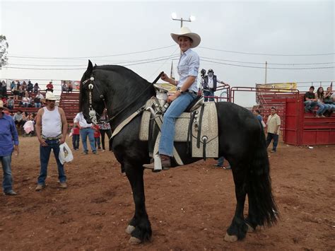 Rachael Wheeler: 2011 Matthew George Award: Mexican Dancing Horses