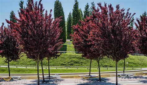 11 Beautiful Trees with Red Leaves All Year Around - Crate and Basket