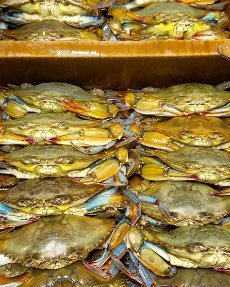 Rite of spring: Soft-shell crab season returns - The Coastland Times ...